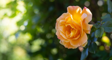 Kwiat pomarańczowej róży w słońcu