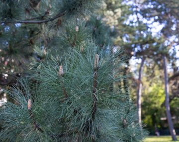Sosna Czarna, gałęzie i igły; zdjęcie stockowe