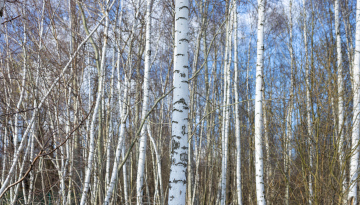 Białe Pnie Brzóz - zdjęcie stockowe