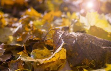 Jesień, kolorowe liście, promienie słońca