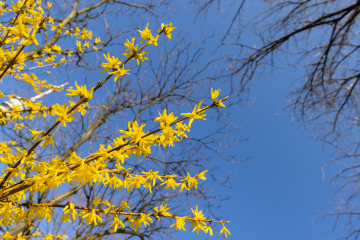 Gałęzie forsycji z żółtymi kwiatami.