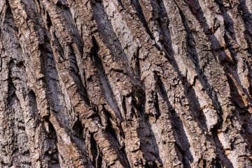 Kora Drzewa - zdjęcie stockowe