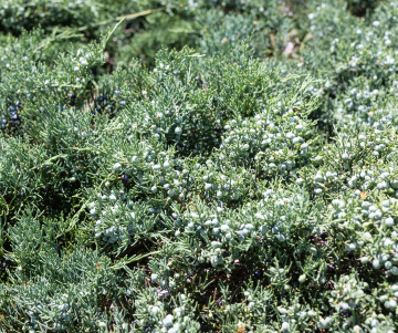 Zielone Pędy i owoce jałowca - zdjęcie stockowe