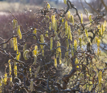 Leszczyna pospolita 'Contorta' w czasie kwitnienia