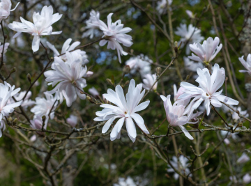 Magnolia Gwiaździsta, Magnolia Stellata w czasie Kwitnienia