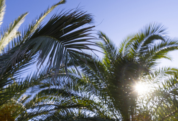 Promienie Słońca nad liśćmi palm