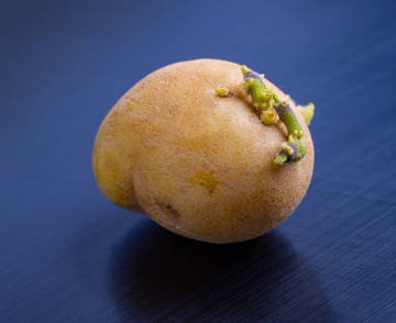 Kiełkujący ziemniak