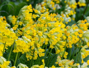 Pierwiosnek Lekarski - kwitnąca bylina zdjęcie stockowe