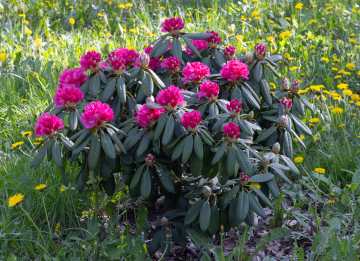 Kwitnący Rododendron