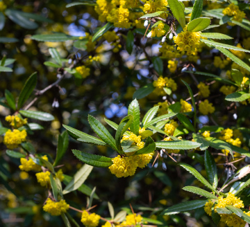 Berberys Juliany - zdjęcie stockowe