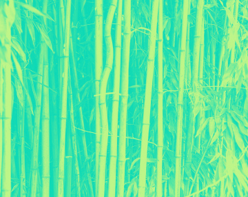 Bambus. Tło, tekstura.