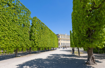 Szpalery drzew przy Pałacu Schönbrunn