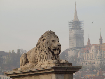 Lew w Budapeszcie