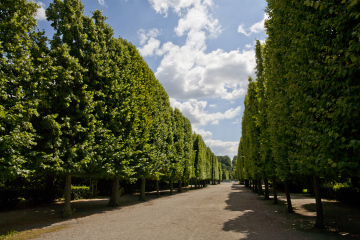 Szpalery Drzew W Schonbrunn