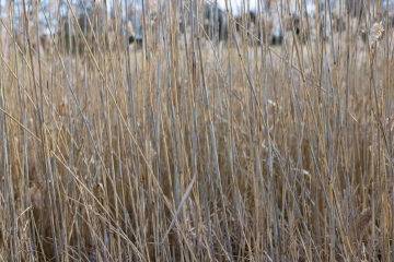 Suche szuwary - zdjęcie stockowe