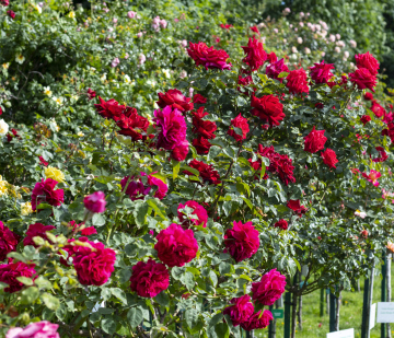 Ogród z Różnymi Odmianami Róż