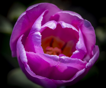 Różowy Tulipan