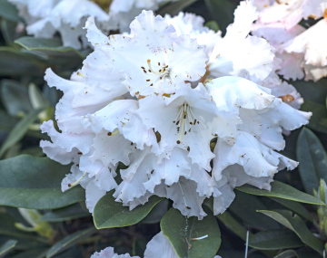 Biały Rododendron