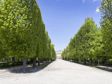 Szpalery drzew w Ogrodach Pałacu Schonbrunn