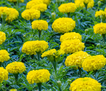 Żółte Aksamitki, kwiaty w ogrodzie.