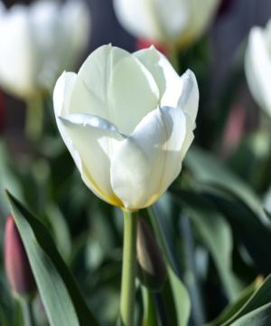 Biały Tulipan