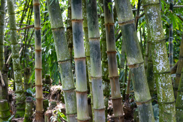 Grube Bambusowe Pnie