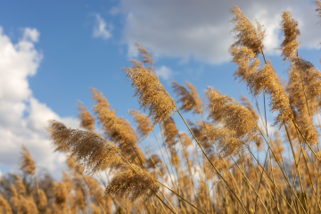 Suche Trzciny na tle nieba - zdjęcie stockowe dużej rozdzielczości