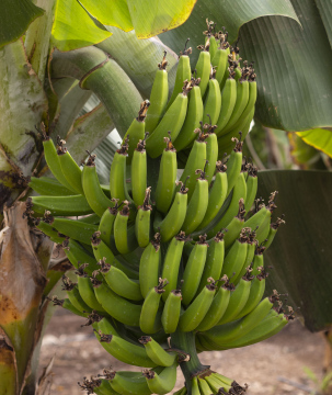 Banany na Plantacji