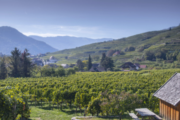 Winnice w Dolinie Wachau