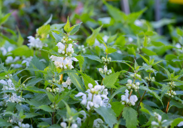 Jasnota biała - Biała Pokrzywa