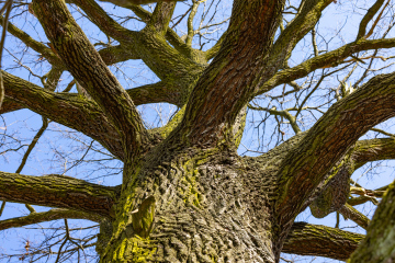 Pień starego dębu