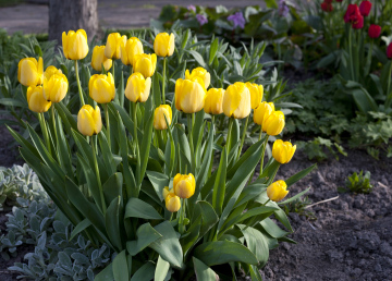 Żółte Tulipany W Grupie