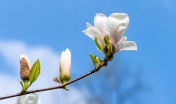 Gałąź z białym kwiatem magnolii