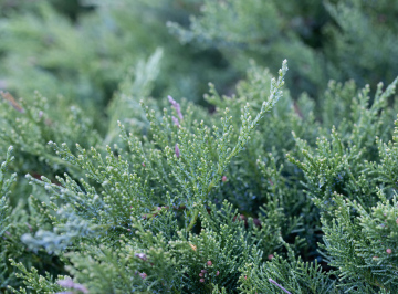 Jałowiec - krzew iglasty, zbliżenie na pędy
