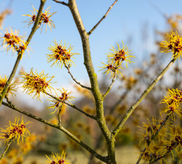 Oczar Pośredni - Hamamelis x intermedia