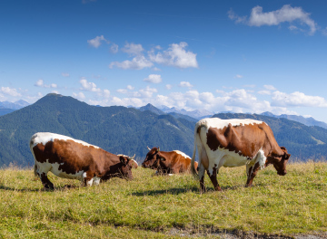 Krowy na Górskim Pastwisku