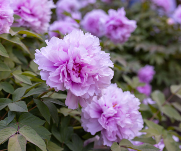 Piwonia Duchesse De Morny; zdjęcie stockowe