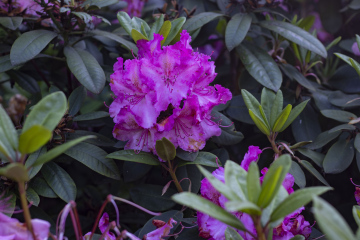 Rododendron Fioletowy