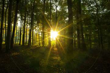 Ostre Słońce w Lesie