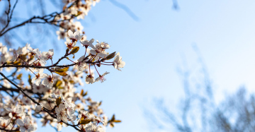 Wiosna, kwitnące gałęzie krzewów