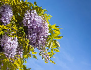 Kwitnąca Wisteria - pnącze