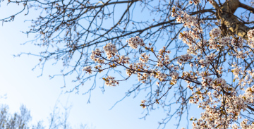 Wiosenne Kwiaty na Gałęziach, wiosna w parku.