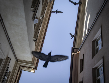 Ptaki Pomiędzy Dachami Budynków