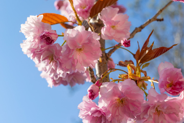 Kwitnąca Wisńia Japońska o pełnych kwiatach - zdjęcie stockowe