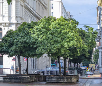 Plac w Mieście z Klonami Kulistymi