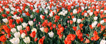 Łąka tulipanów 