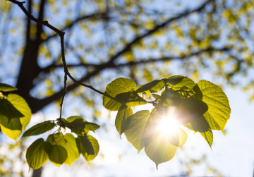 Wiosenne Liście Lipy na tle Zachodzącego Słońca Zdjęcie Stockowe