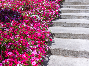 Różnokolorowe Kwiaty Rabatowe przy schodach