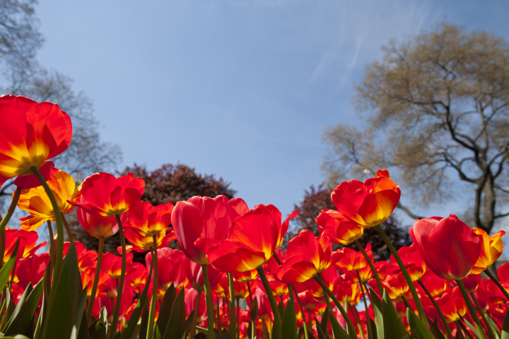 Tulipany I Czyste Niebo