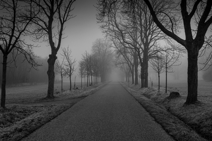 Aleja z Drzewami we mgle, czarno-białe zdjęcie